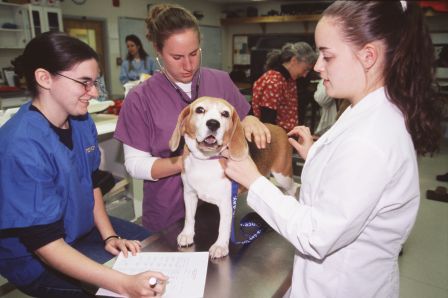 Green Mountain Dog Club Scholarship Fund