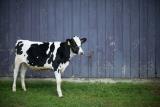 The Warren E. Preston Dairy Management Scholarship